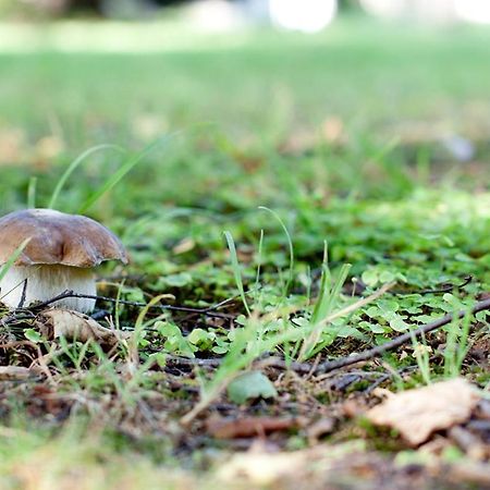 Rodinny Penzion U Wolfu Chrastava Zewnętrze zdjęcie