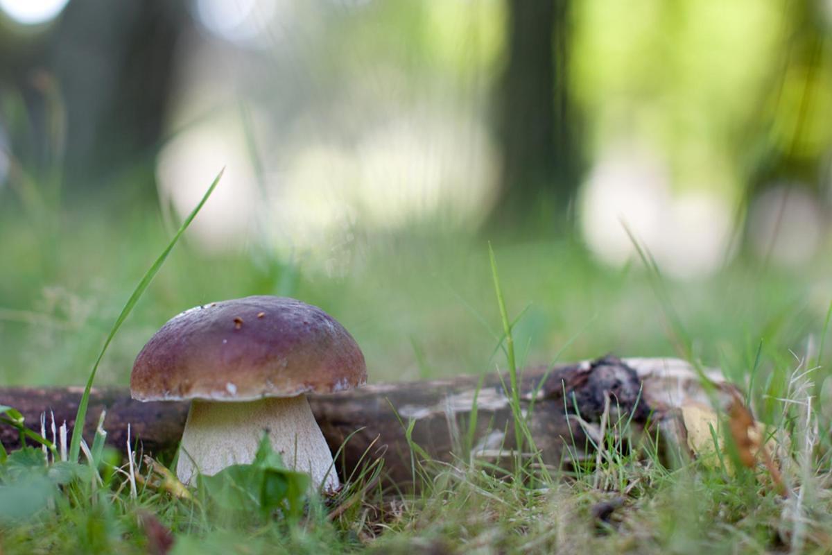 Rodinny Penzion U Wolfu Chrastava Zewnętrze zdjęcie